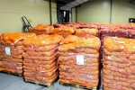 Калужские специалисты проверили 20 тонн французского лука