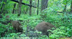 Калужские кабанчики снова попали в фотоловушку