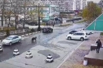 Медведь пробежал по улицам российского города и попал на видео
