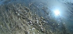 В калужской реке из-за загрязнения воды массово вымерла рыба