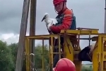 Оставшихся одних в гнезде птенцов аиста спасли в российском регионе