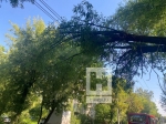 В Калуге упавшее дерево остановило троллейбусы