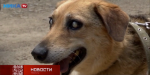 Пес без зрения, но с зорким сердцем ищет себе дом (видео)