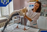 Краснокнижного аиста спасают ветеринары в Сухиничском районе