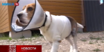 «Ника» навестила бигля, пострадавшего от рук живодера (видео)