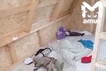 Дети тайком сняли на видео грязь и угрозы избиением в летнем лагере на острове в России