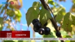 Журналисты Ники ТВ поучаствовали в сборе смородины на плантации Юхновского района