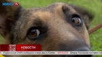 Весёлая и активная собачка Джуни ищет любящую семью