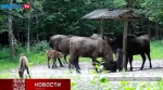 Как себя вести при встрече с диким животным, объяснил эксперт