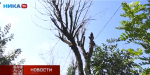 Как в Калуге борются с сухими деревьями (видео)