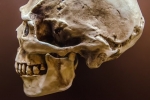 Кости жившего 700 тысяч лет назад «хоббита» нашли на острове