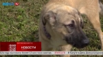 «Живая среда». Большие и добрые пёсики Арчи и Персик ищут дом