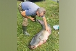 32-килограммового сома-гиганта поймали в российском регионе