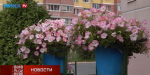 Калужанка создала у своего дома райский сад (видео)
