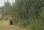 Под калужским наукоградом видели медвежонка