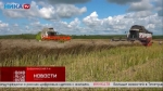 Журналисты Ники ТВ наблюдали за уборкой рапса в Бабынинском районе