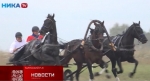 В Тарусе прошли состязания орловских рысаков (видео)
