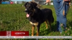 Здоровый и красивый пёс Хаммер ищет любящих хозяев