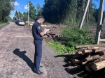 Следователи проверят законность вырубки деревьев под Боровском