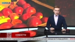 В Сухиничском районе приступили к сбору яблок