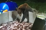 Скромный медведь на Сахалине пришел к людям, отхватил только одну рыбку и сбежал