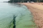 Финский залив в Петербурге окрасился в ядовитый цвет и попал на видео