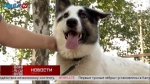 Робкая, но любопытная собака Майли ищет дом