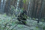 Медведь снял себя на видео фотоловушки в российском заповеднике