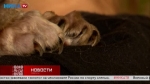 Ласковая и стеснительная кошка Барашка ищет новый дом