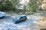 В Подмосковье привязали двух собак к машине за ноги и протащили по асфальту