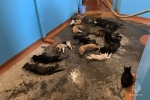 Российским пожарным пришлось оказывать первую помощь 20 кошкам и трем собакам