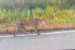 В России водитель заметил у трассы и снял на видео краснокнижного хищника