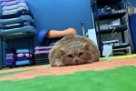 Весивший 17 килограммов кот Крошик похвастался новыми успехами в похудении