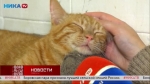 «Живая среда». Кот Самурай ждет доброго хозяина