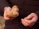 Калужские аграрии завершают сбор картофельного урожая