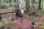 В российском регионе силовики обнаружили скелет ранее пропавшего без вести мужчины