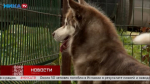 «Живая среда». Породистый пёс с разноцветными глазками ищет дом