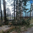 В Обнинске из-за непогоды упали 6 деревьев