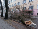 В центральной части Калуги упавшее дерево перегородило улицу