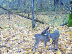 Косули попали в фотоловушку \