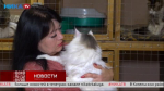 Подопечные «Кошачьего царства» Ляля и Кирюша ищут дом