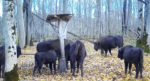 Зубры выясняют отношения