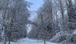 Больше тысячи упавших деревьев удалили энергетики с линий электропередач