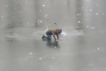 Двое мужчин провалились под лед на пруду в Москве, попытались спастись и попали на видео