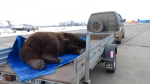 Калужский авиамедведь оказался на операционном столе