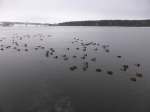 Водоплавающие и околоводные птицы задержались в Калужской области