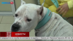 Собаке, получившей удар током на дамбе Яченского водохранилища, предстоит длительное лечение