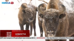 На новогодних каникулах можно отправиться в гости к зубрам