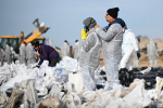 Раскрыто число попавших в больницу участников уборки мазута с российских пляжей