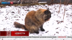 Пушистая кошка Маруся потеряла хозяина, но готова отправиться в добрые руки